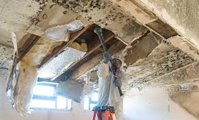 Trusted Long View, NC Mold Remediation Experts